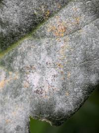 Erysiphe syringae image