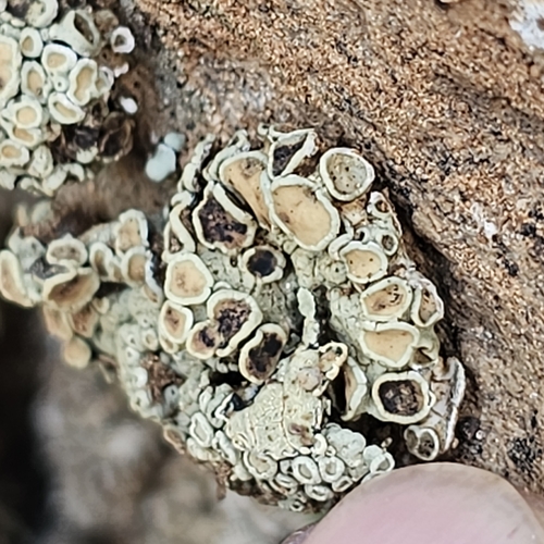 Protoparmeliopsis peltata image