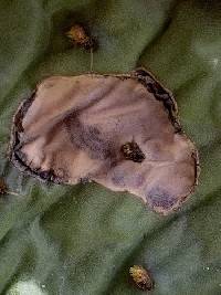 Phyllosticta concava image