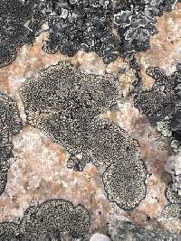 Sporastatia testudinea image