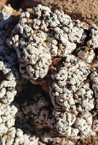 Psora cerebriformis image