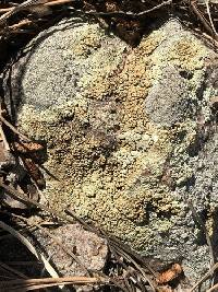 Protoparmeliopsis garovaglii image