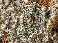 Protoparmeliopsis garovaglii image