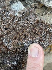 Psora tuckermanii image