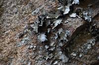 Umbilicaria americana image