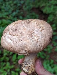 Agaricus amicosus image