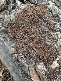 Psora tuckermanii image