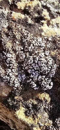 Psora cerebriformis image