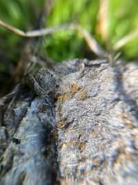 Cheilymenia raripila image