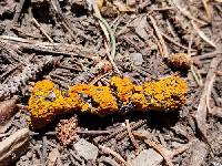 Polycauliona polycarpa image