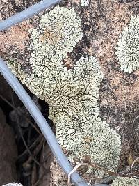 Protoparmeliopsis garovaglii image