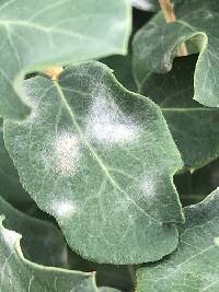 Erysiphe symphoricarpi image