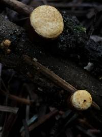 Crucibulum cyathiforme image