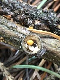 Crucibulum cyathiforme image