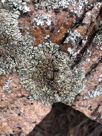 Protoparmeliopsis garovaglii image