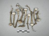 Tulostoma cretaceum image