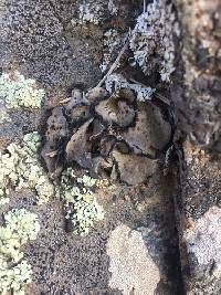 Umbilicaria virginis image