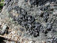 Umbilicaria decussata image