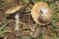 Psilocybe mescaleroensis image
