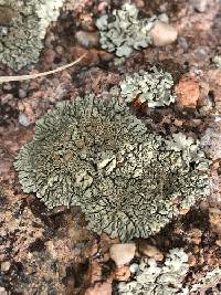 Protoparmeliopsis garovaglii image