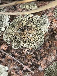 Protoparmeliopsis garovaglii image
