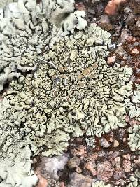 Protoparmeliopsis garovaglii image
