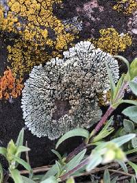 Protoparmeliopsis garovaglii image
