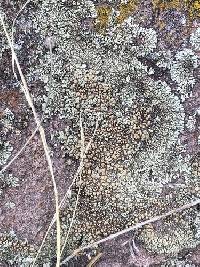 Protoparmeliopsis garovaglii image