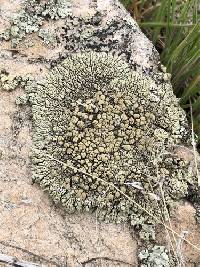 Protoparmeliopsis garovaglii image