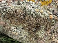 Protoparmeliopsis garovaglii image