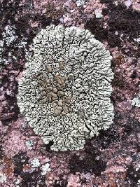 Protoparmeliopsis garovaglii image