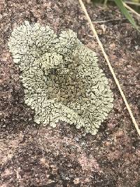 Protoparmeliopsis garovaglii image