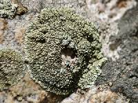 Rhizoplaca novomexicana image
