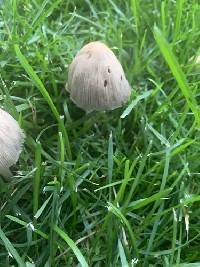 Candolleomyces candolleanus image