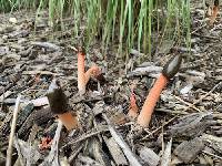 Phallus rugulosus image