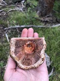 Agaricus amicosus image