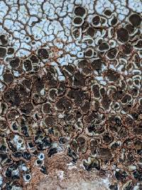 Protoparmeliopsis garovaglii image