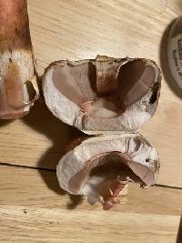 Agaricus amicosus image