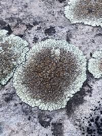 Protoparmeliopsis garovaglii image