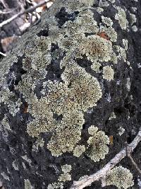 Protoparmeliopsis garovaglii image