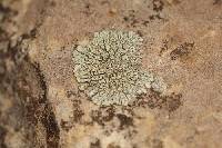 Protoparmeliopsis garovaglii image