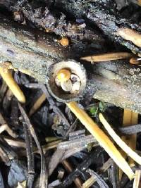 Crucibulum cyathiforme image