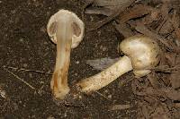 Agaricus chionodermus image