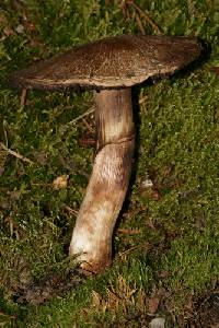 Agaricus amicosus image