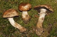 Agaricus amicosus image