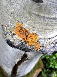 Xanthomendoza montana image