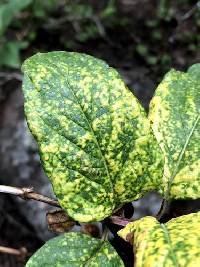 Insolibasidium deformans image