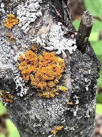 Xanthomendoza montana image