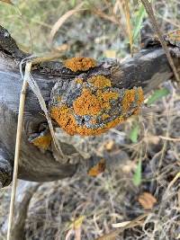 Xanthomendoza montana image