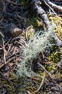Usnea perplexans image
